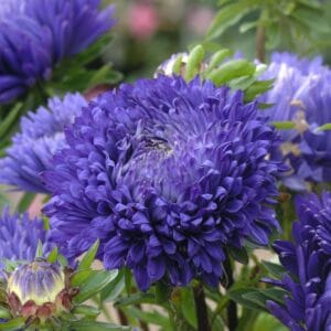 Aster “King Size Mid Blue” Flower Seeds – Garden Flower Seeds for Planting, 100 Seeds Pack