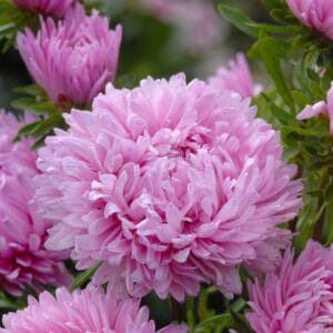Aster “King Size Pink” Flower Seeds – Garden Flower Seeds for Planting, 100 Seeds Pack
