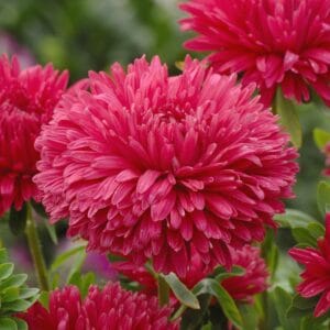 Aster “King Size Red” Flower Seeds – Garden Flower Seeds for Planting, 100 Seeds Pack