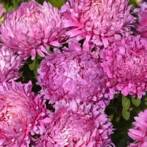 Aster “King Size Rose” Flower Seeds – Garden Flower Seeds for Planting, 100 Seeds Pack