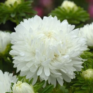 Aster “King Size White” Flower Seeds – Garden Flower Seeds for Planting, 100 Seeds Pack