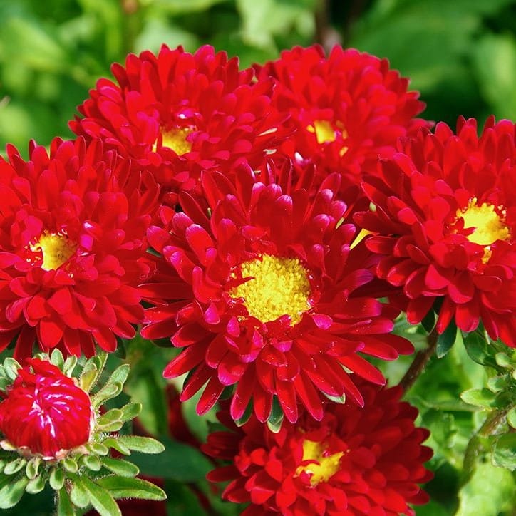 Aster “ Kurenai Red ” Flower Seeds – Garden Flower Seeds for Planting, 100 Seeds Pack