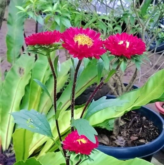 Aster “ Kurenai Red ” Flower Seeds – Garden Flower Seeds for Planting, 100 Seeds Pack - Image 2