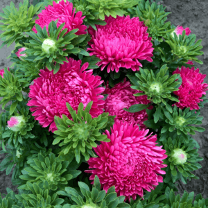 Aster “Milady Carmine” Flower Seeds – Garden Flower Seeds for Planting, 100 Seeds Pack