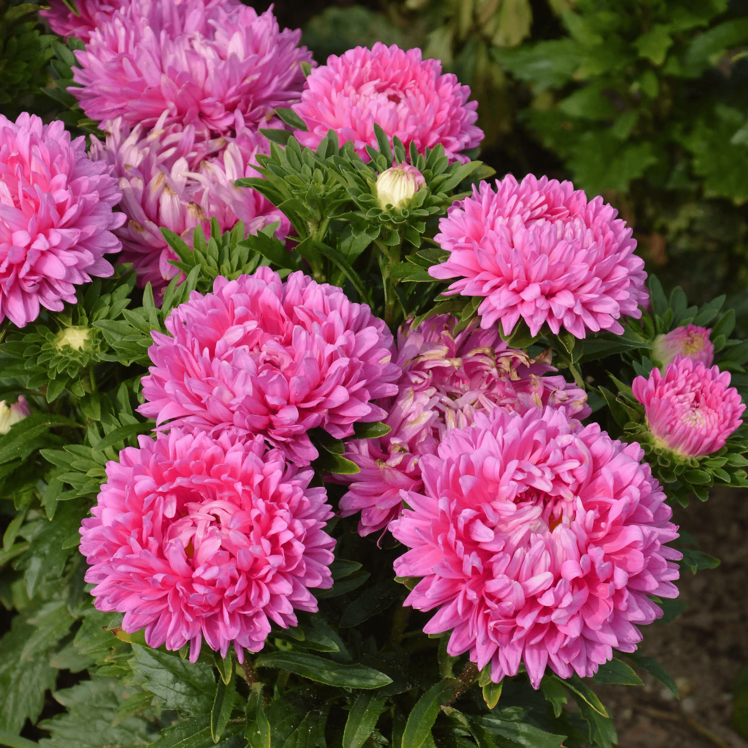 Aster “Milady Rose” Flower Seeds – Garden Flower Seeds for Planting, 100 Seeds Pack