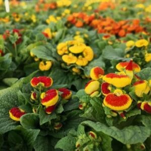 Alternative view of Calceolaria "Speckled Red" Flower Seeds – Garden Pocketbook Flower / Slipper Flower Seeds for Planting, 100 Seeds Pack