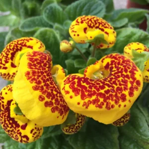 Calceolaria "Speckled Red" Flower Seeds – Garden Pocketbook Flower / Slipper Flower Seeds for Planting, 100 Seeds Pack