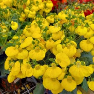 Calceolaria "Yellow" Flower Seeds – Garden Pocketbook Flower / Slipper Flower Seeds for Planting, 100 Seeds Pack