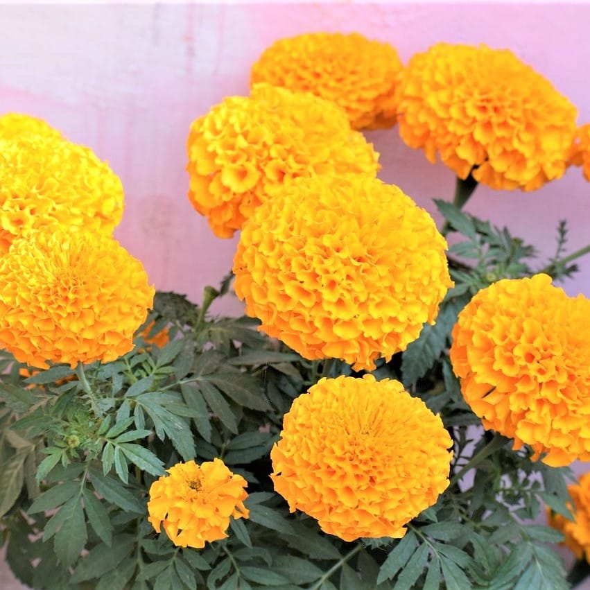 Calendula Flower " Zen Gold "Seeds – Garden Flower Seeds for Planting, 100 Seeds Pack - Image 2