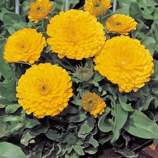 Calendula Flower " Zen Gold "Seeds – Garden Flower Seeds for Planting, 100 Seeds Pack
