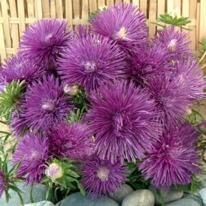 Aster “Starlight Blue” Multi-Petal Flower Seeds – Garden Flower Seeds for Planting, 100 Seeds Pack