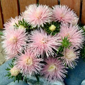 Aster “Starlight Pink” Multi-Petal Flower Seeds – Garden Flower Seeds for Planting, 100 Seeds Pack
