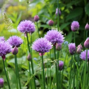 Alternative view of Chives Seeds – Herb Garden Plant Seeds for Planting, 100 Seeds Pack