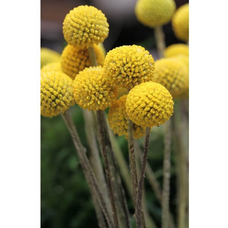 Craspedia Globosa Seeds – Garden Billy Button Flower Seeds for Planting, 100 Seeds Pack - Image 2