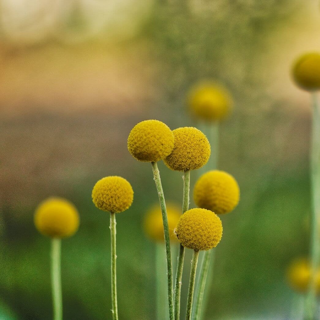 Craspedia Globosa Seeds – Garden Billy Button Flower Seeds for Planting, 100 Seeds Pack