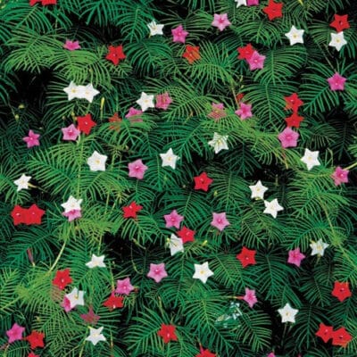 Mixed Cypress Vine Flower Seeds – Climbing Garden Flower Seeds for Planting, 100 Seeds Pack