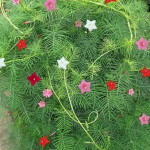 Alternative view of Mixed Cypress Vine Flower Seeds – Climbing Garden Flower Seeds for Planting, 100 Seeds Pack