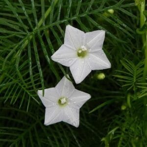Cypress Vine "White" Flower Seeds – Climbing Garden Flower Seeds for Planting, 100 Seeds Pack