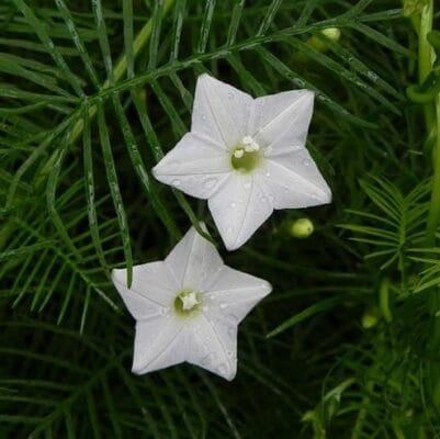 Cypress Vine "White" Flower Seeds – Climbing Garden Flower Seeds for Planting, 100 Seeds Pack