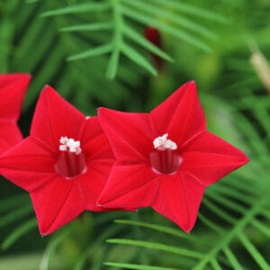 Cypress Vine "Red" Flower Seeds – Climbing Garden Flower Seeds for Planting, 100 Seeds Pack