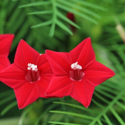 Cypress Vine "Red" Flower Seeds – Climbing Garden Flower Seeds for Planting, 100 Seeds Pack