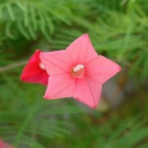 Cypress Vine "Pink" Flower Seeds – Climbing Garden Flower Seeds for Planting, 100 Seeds Pack