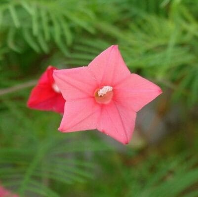 Cypress Vine "Pink" Flower Seeds – Climbing Garden Flower Seeds for Planting, 100 Seeds Pack