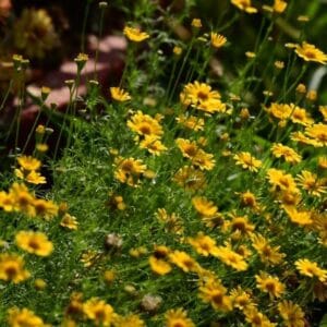 Alternative view of Dahlberg Daisy “Golden Fleece” Seeds – Yellow Garden Flower Seeds for Planting, 100 Seeds Pack
