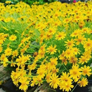 Dahlberg Daisy “Golden Fleece” Seeds – Yellow Garden Flower Seeds for Planting, 100 Seeds Pack