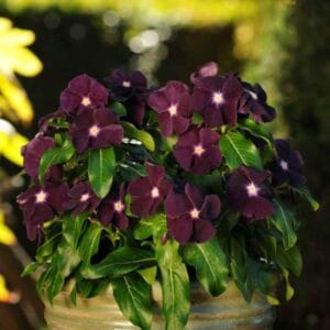 Alternative view of Dark Purple Vinca Flower Seeds – Garden Flower Seeds for Planting, 100 Seeds Pack