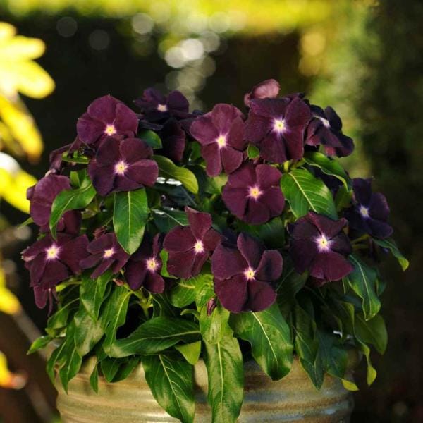 Dark Purple Vinca Flower Seeds – Garden Flower Seeds for Planting, 100 Seeds Pack - Image 2