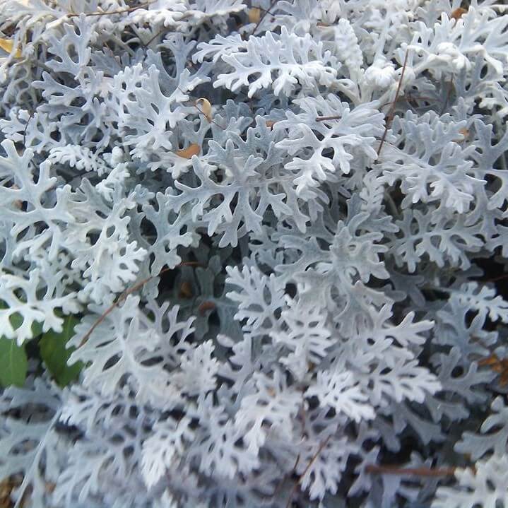 Dusty Miller (Senecio Cineraria) Seeds – Ornamental Garden Foliage Plant Seeds for Planting, 100 Seeds Pack - Image 2