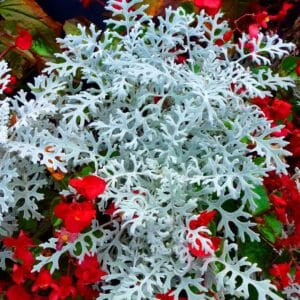 Dusty Miller (Senecio Cineraria) Seeds – Ornamental Garden Foliage Plant Seeds for Planting, 100 Seeds Pack