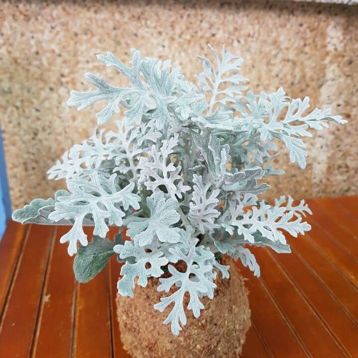 Dusty Miller (Senecio Cineraria) Seeds – Ornamental Garden Foliage Plant Seeds for Planting, 100 Seeds Pack - Image 3
