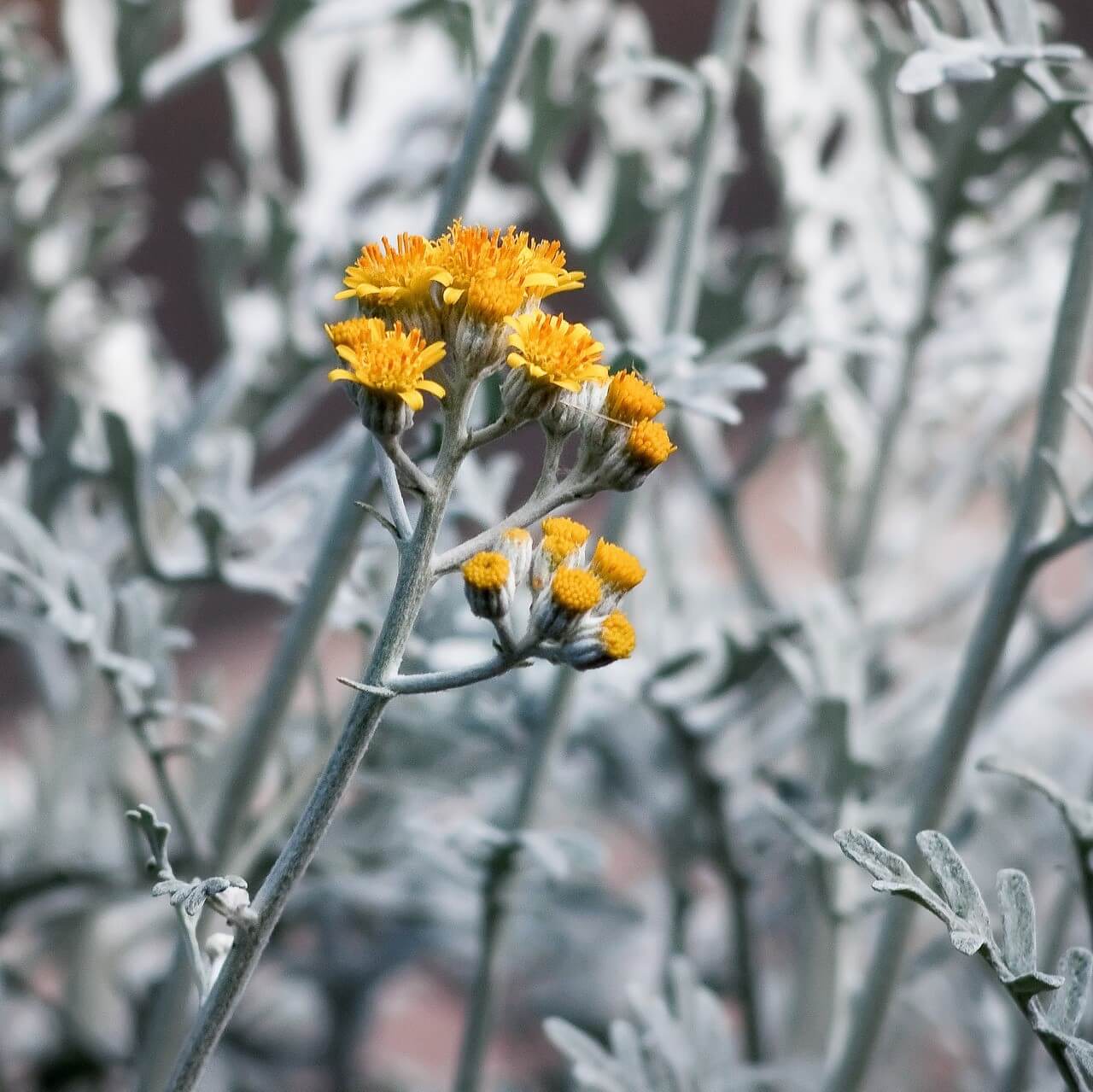Dusty Miller (Senecio Cineraria) Seeds – Ornamental Garden Foliage Plant Seeds for Planting, 100 Seeds Pack - Image 4