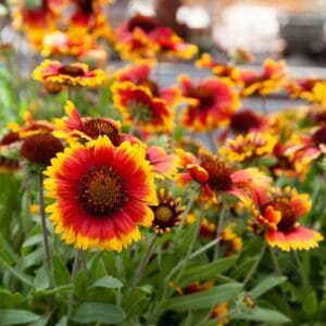Gaillardia "Arizona Apricot" Flower Seeds – Garden Blanket Flower Seeds for Planting, 100 Seeds Pack
