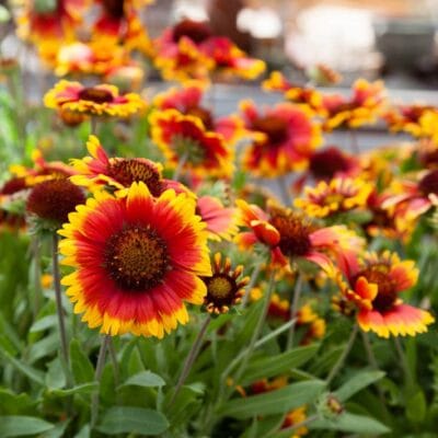 Gaillardia "Arizona Apricot" Flower Seeds – Garden Blanket Flower Seeds for Planting, 100 Seeds Pack