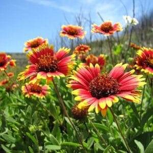 Alternative view of Gaillardia "Arizona Apricot" Flower Seeds – Garden Blanket Flower Seeds for Planting, 100 Seeds Pack