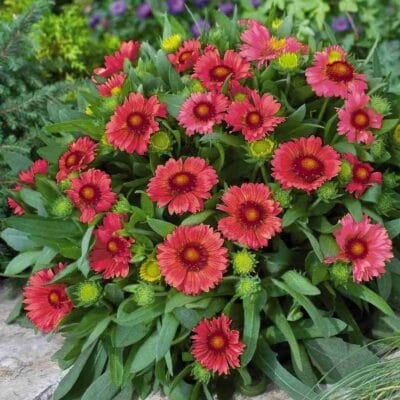 Gaillardia "Arizona Red Shades" Flower Seeds – Garden Blanket Flower Seeds for Planting, 100 Seeds Pack
