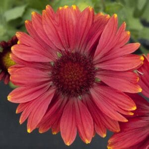 Alternative view of Gaillardia "Arizona Red Shades" Flower Seeds – Garden Blanket Flower Seeds for Planting, 100 Seeds Pack