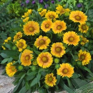 Gaillardia "Arizona Sun" Flower Seeds – Garden Blanket Flower Seeds for Planting, 100 Seeds Pack