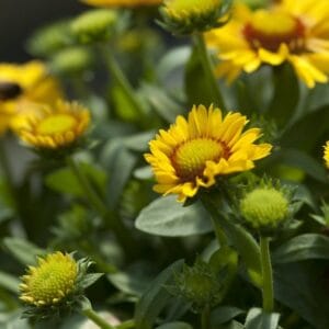 Alternative view of Gaillardia "Arizona Sun" Flower Seeds – Garden Blanket Flower Seeds for Planting, 100 Seeds Pack