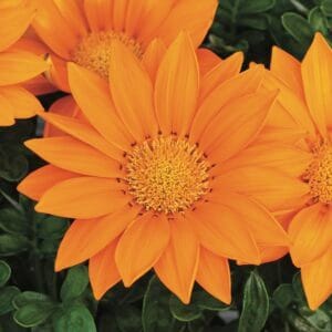 Gazania Flower Seeds "Gazoo Series Clear Orange"– Chrysanthemum Daisy Garden Seeds for Planting, 100 Seeds Pack