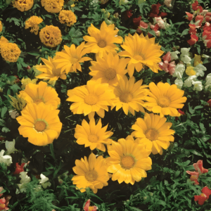 Gazania Flower Seeds "Gazoo Series Clear Yellow"– Chrysanthemum Daisy Garden Seeds for Planting, 100 Seeds Pack