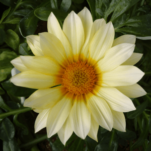 Gazania Flower Seeds "Gazoo Series Clear Vanilla"– Chrysanthemum Daisy Garden Seeds for Planting, 100 Seeds Pack