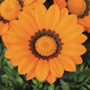 Gazania Flower Seeds "Gazoo Series Orange with Ring"– Chrysanthemum Daisy Garden Seeds for Planting, 100 Seeds Pack