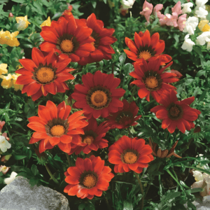Gazania Flower Seeds "Gazoo Series Red with Ring"– Chrysanthemum Daisy Garden Seeds for Planting, 100 Seeds Pack