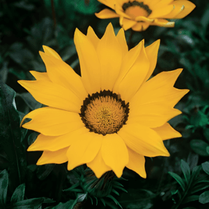 Gazania Flower Seeds "Gazoo Series Yellow with Ring"– Chrysanthemum Daisy Garden Seeds for Planting, 100 Seeds Pack