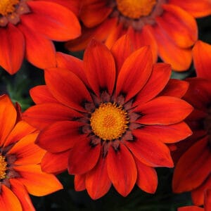 Gazania Flower Seeds "New Day Series Red Shades"– Chrysanthemum Daisy Garden Seeds for Planting, 100 Seeds Pack