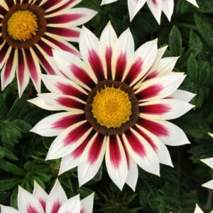 Gazania Flower Seeds "New Day Series Rose Stripe"– Chrysanthemum Daisy Garden Seeds for Planting, 100 Seeds Pack